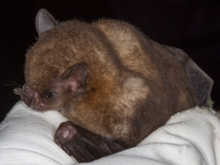 Frugivorous bat at reserve